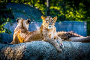 Discover the Indianapolis Zoo: 4 Tips for Visitors 